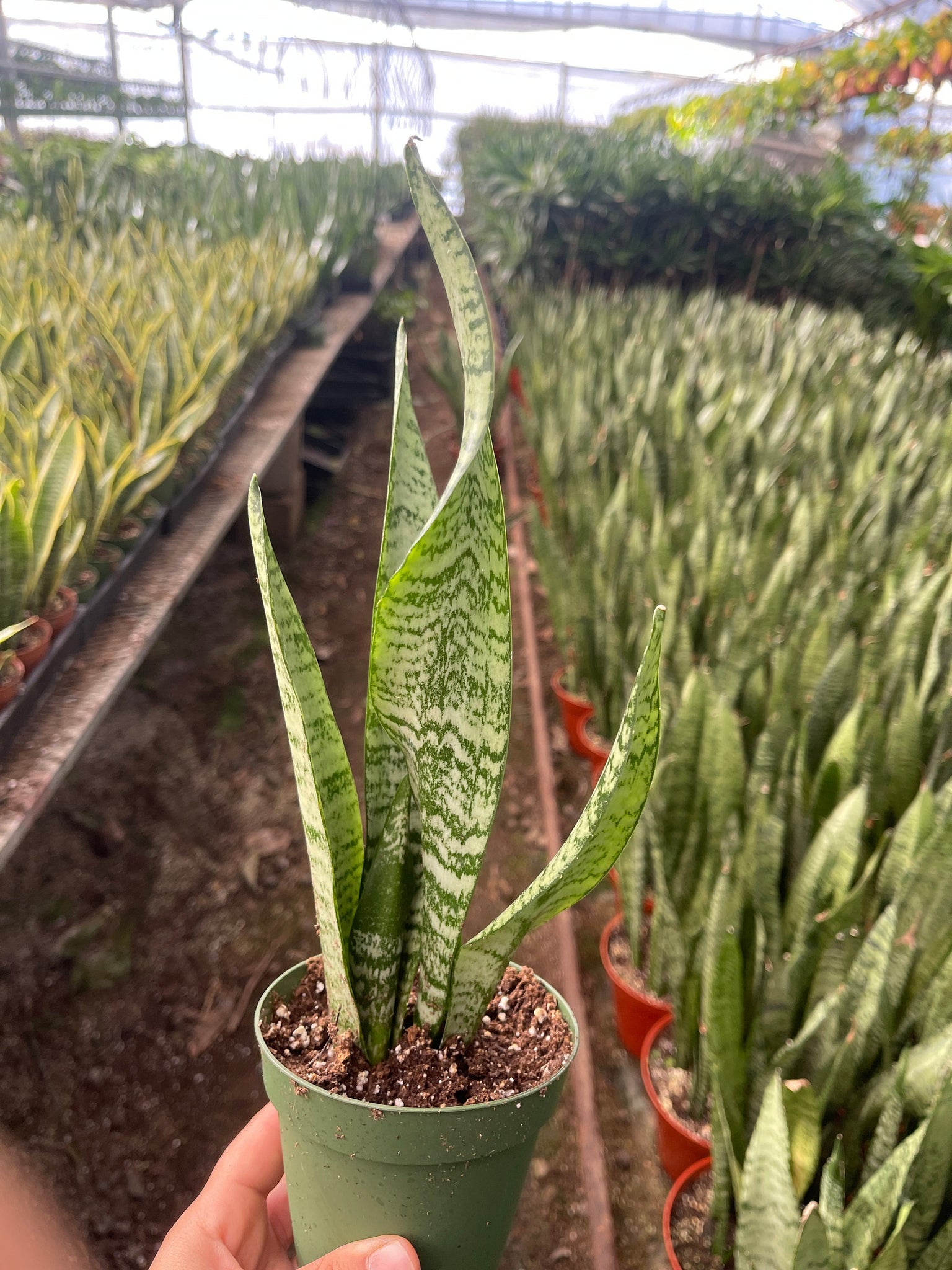 green snake plants Sansevieria Green Snake Plant Air Purifying plant 4'' pot – Dose of Succulents