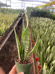 nurturing green air purifying live indoor snake plant Sansevieria Green Snake Plant Air Purifying plant 4'' pot – Dose of Succulents