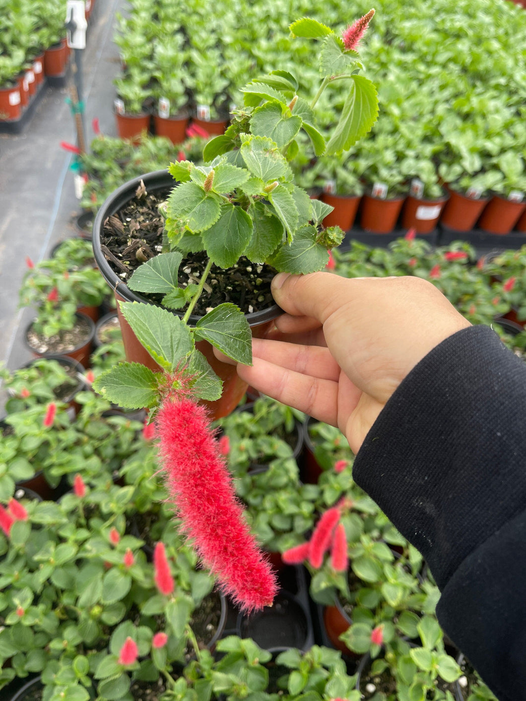 chenille plant succulent Strawberry Fire Tail Plant Chenille live plant 4'' Pot – Dose of Succulents