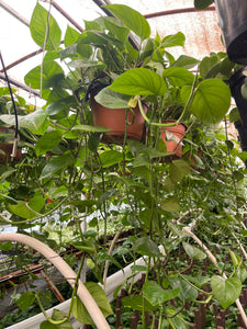 12’’ Basket Golden Pothos Live plant LARGE PLANT