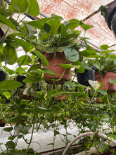 Load image into Gallery viewer, 12’’ Basket Golden Pothos Live plant LARGE PLANT