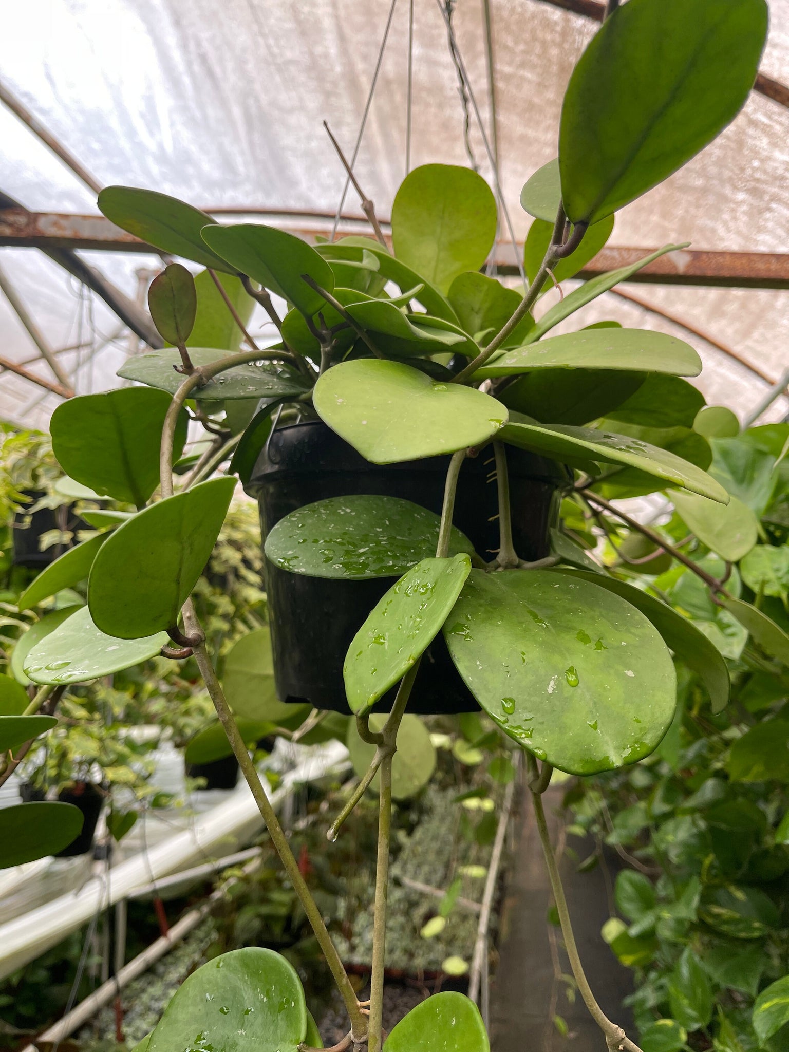 8 leaf pot plant Hoya Obovata 8'' pot Trailing Long Live plant – Dose of Succulents
