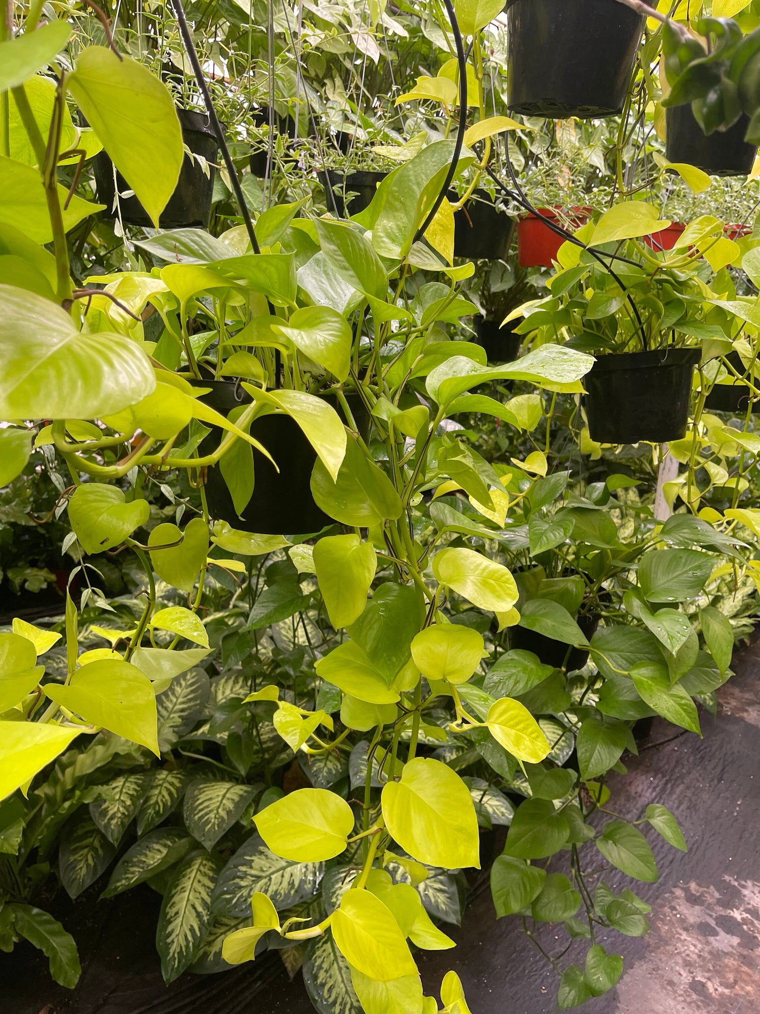 huge neon pothos Neon Pothos Long Trailing plant 8'' Pot Live Plant – Dose of Succulents