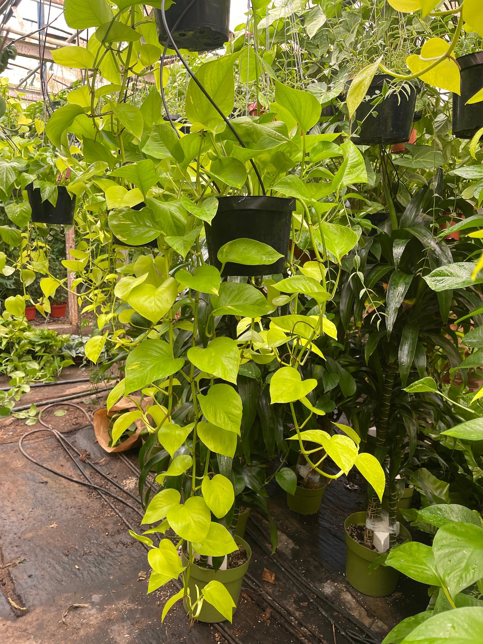longest pothos plant Neon Pothos Long Trailing plant 8'' Pot Live Plant – Dose of Succulents
