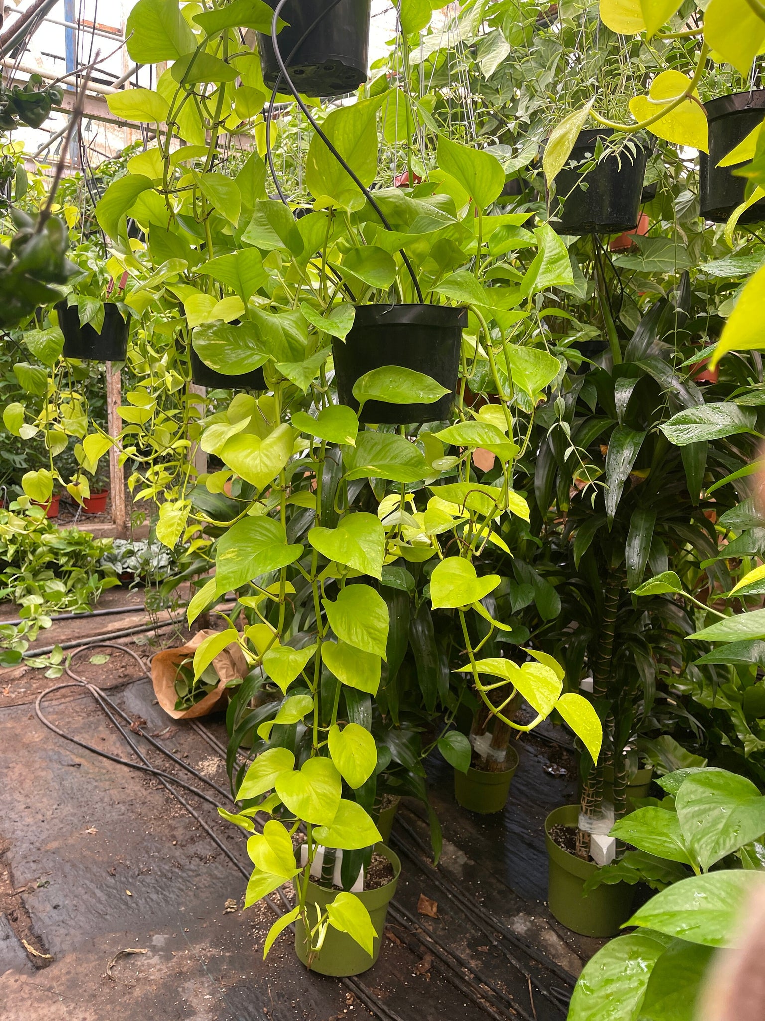neon pothos trailing Neon Pothos Long Trailing plant 8'' Pot Live Plant – Dose of Succulents