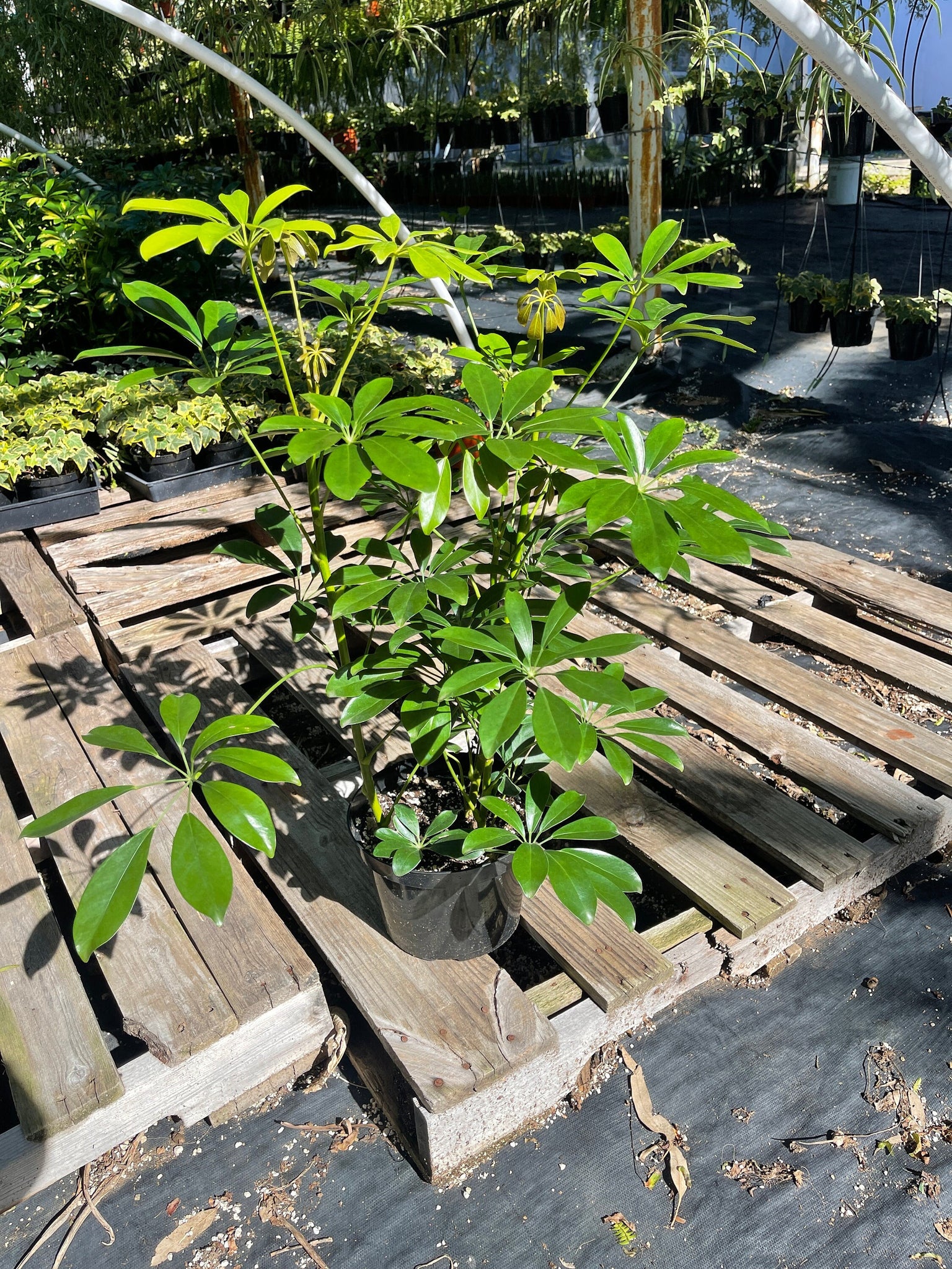 hawaiian umbrella tree schefflera arboricola Schefflera Arboricola Hawaiian Umbrella 8'' Pot Live Plant – Dose of Succulents
