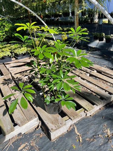 8’’ Schefflera Arboricola Hawaiian Umbrella Live Plant