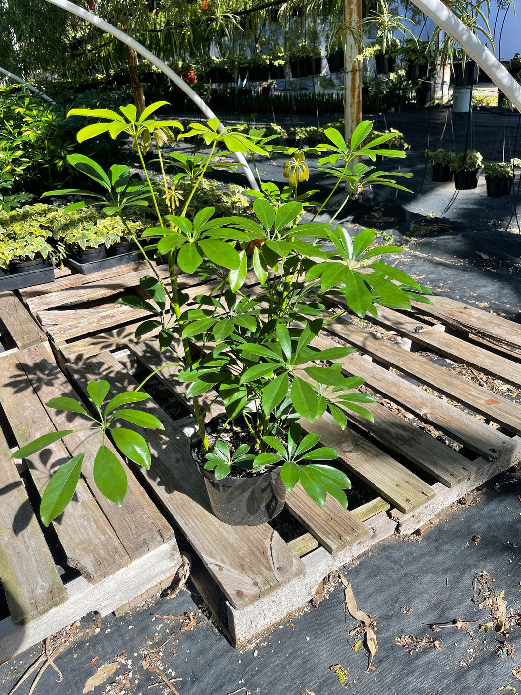 c28-4890 schefflera arboricola Schefflera Arboricola Hawaiian Umbrella 8'' Pot Live Plant – Dose of Succulents