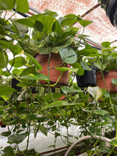 Load image into Gallery viewer, 12’’ Basket Golden Pothos Live plant LARGE PLANT