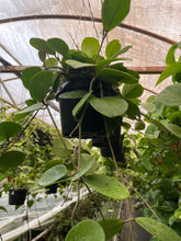 Load image into Gallery viewer, Hoya Obovata 8’’ pot Trailing Long Live plant