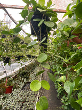Load image into Gallery viewer, Hoya Obovata 8’’ pot Trailing Long Live plant