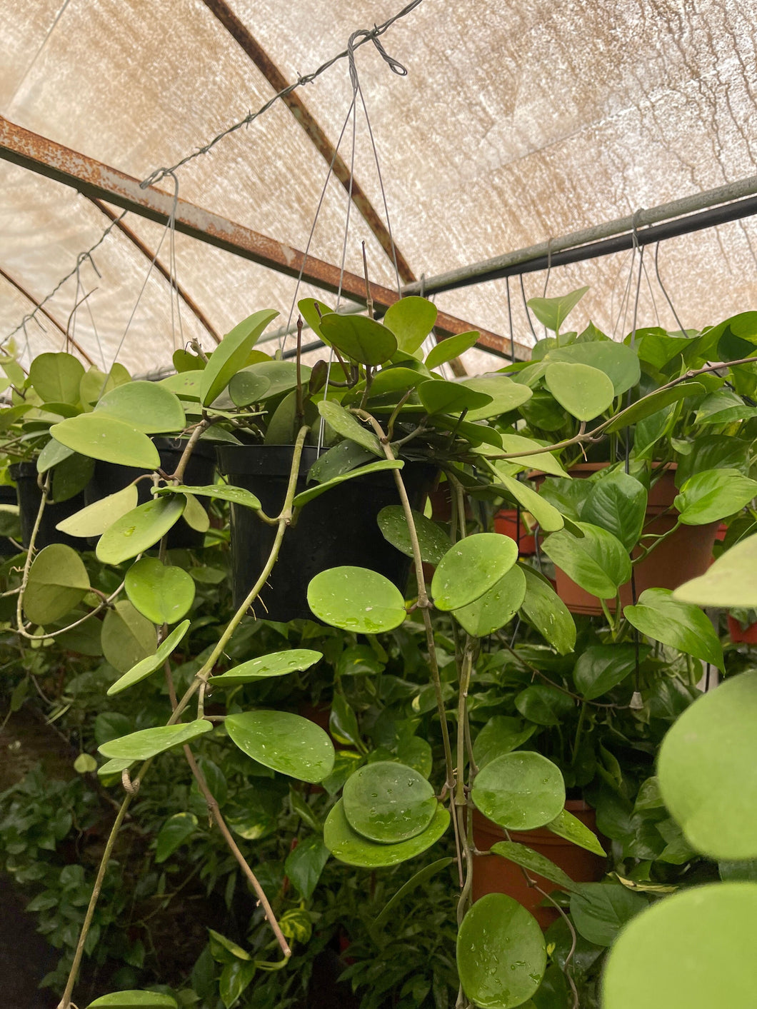Hoya Obovata 8’’ pot Trailing Long Live plant