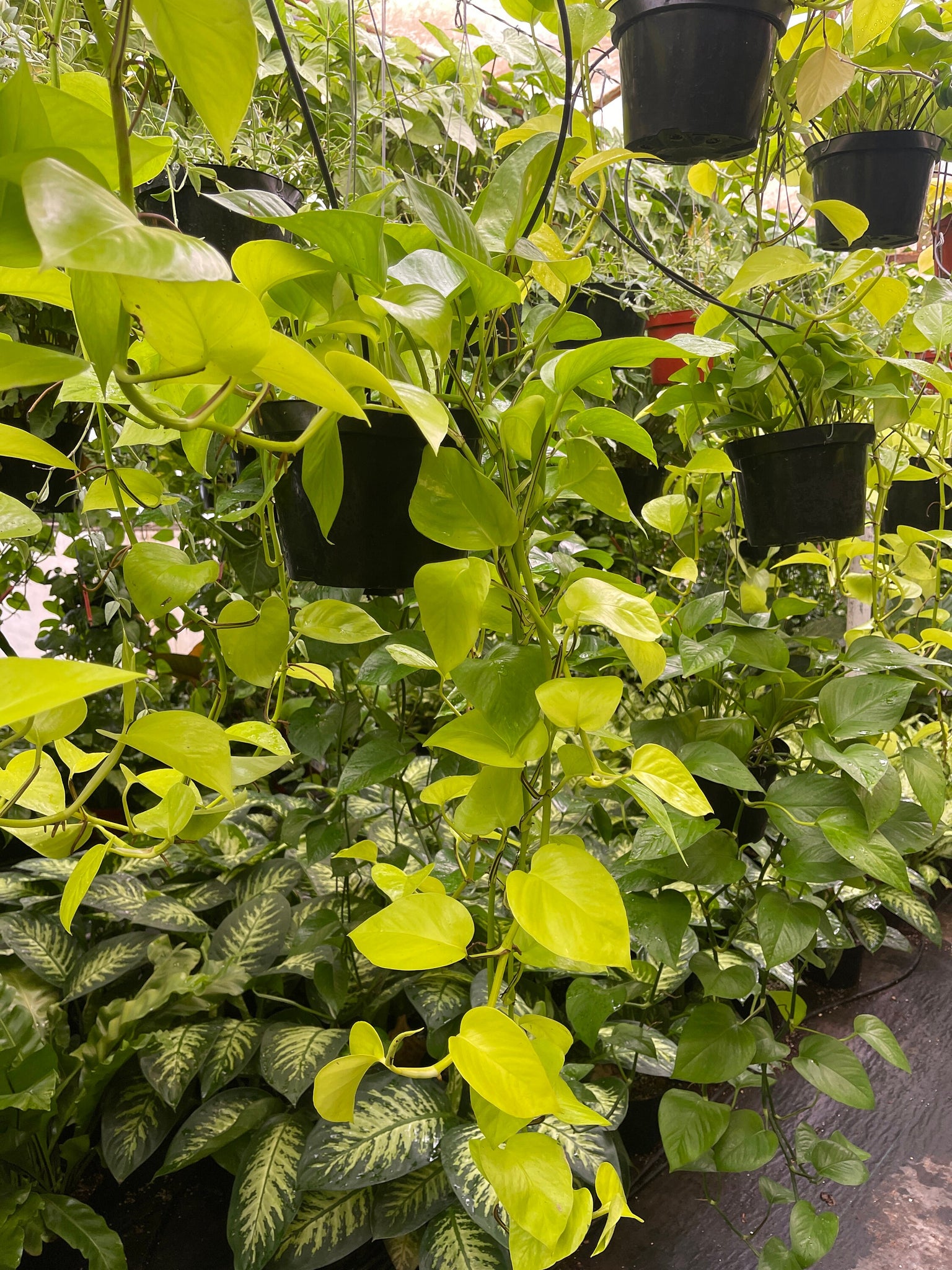 pothos longipes Neon Pothos Long Trailing plant 8'' Pot Live Plant – Dose of Succulents