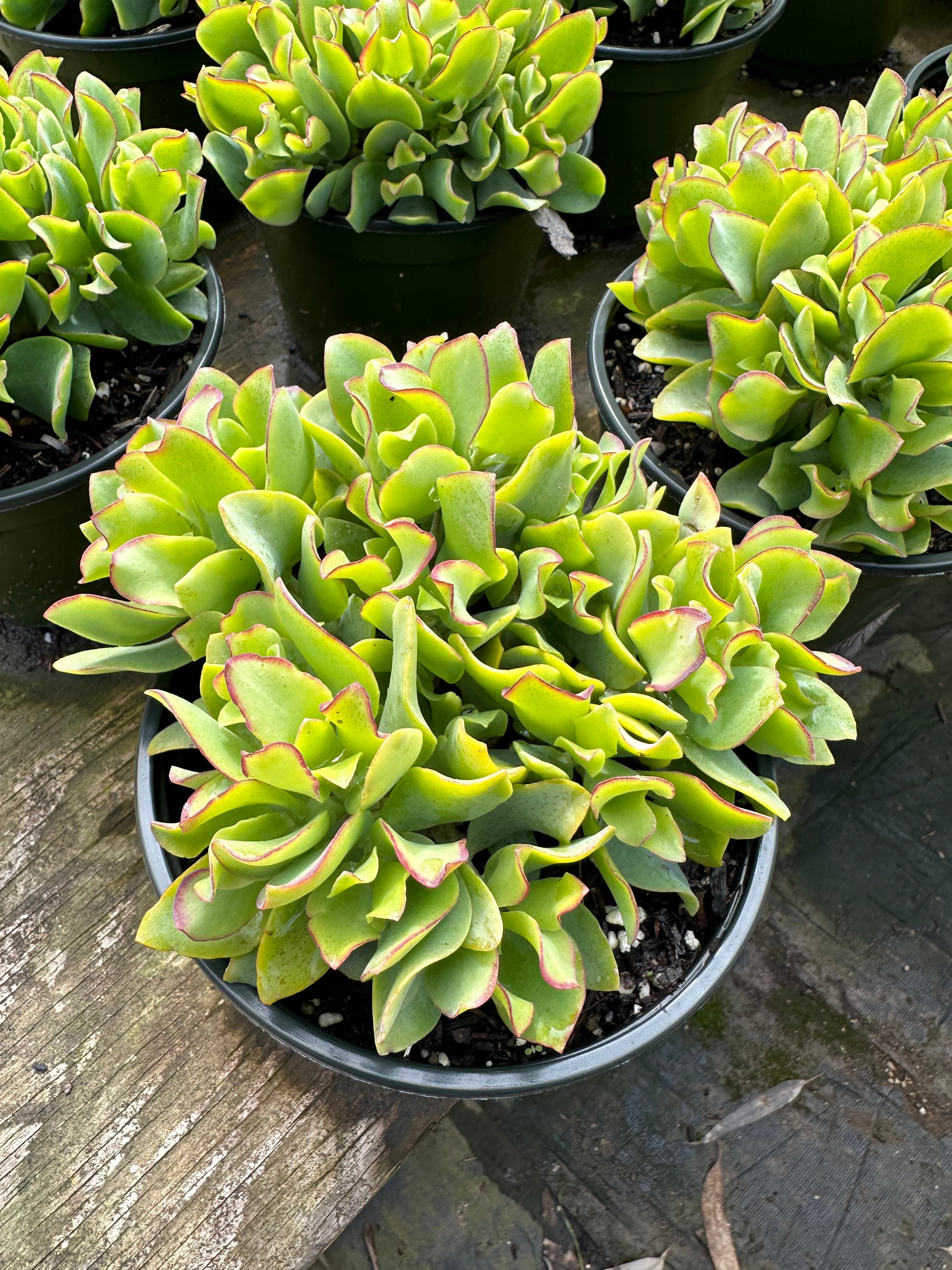 Ripple Jade Succulent Crassus Arborescens 'Undulatifolia' 6'' Pot Live –  Dose of Succulents