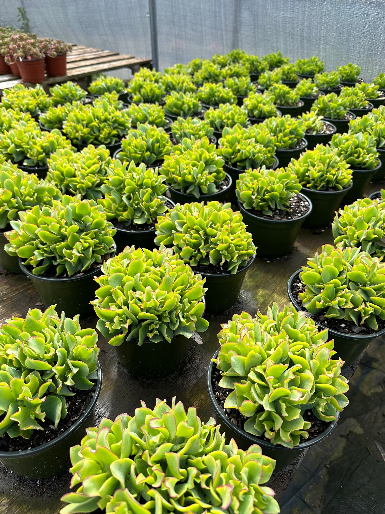 ruffle jade succulent Ripple Jade Succulent Crassus Arborescens 'Undulatifolia' 6'' Pot Live – Dose of Succulents