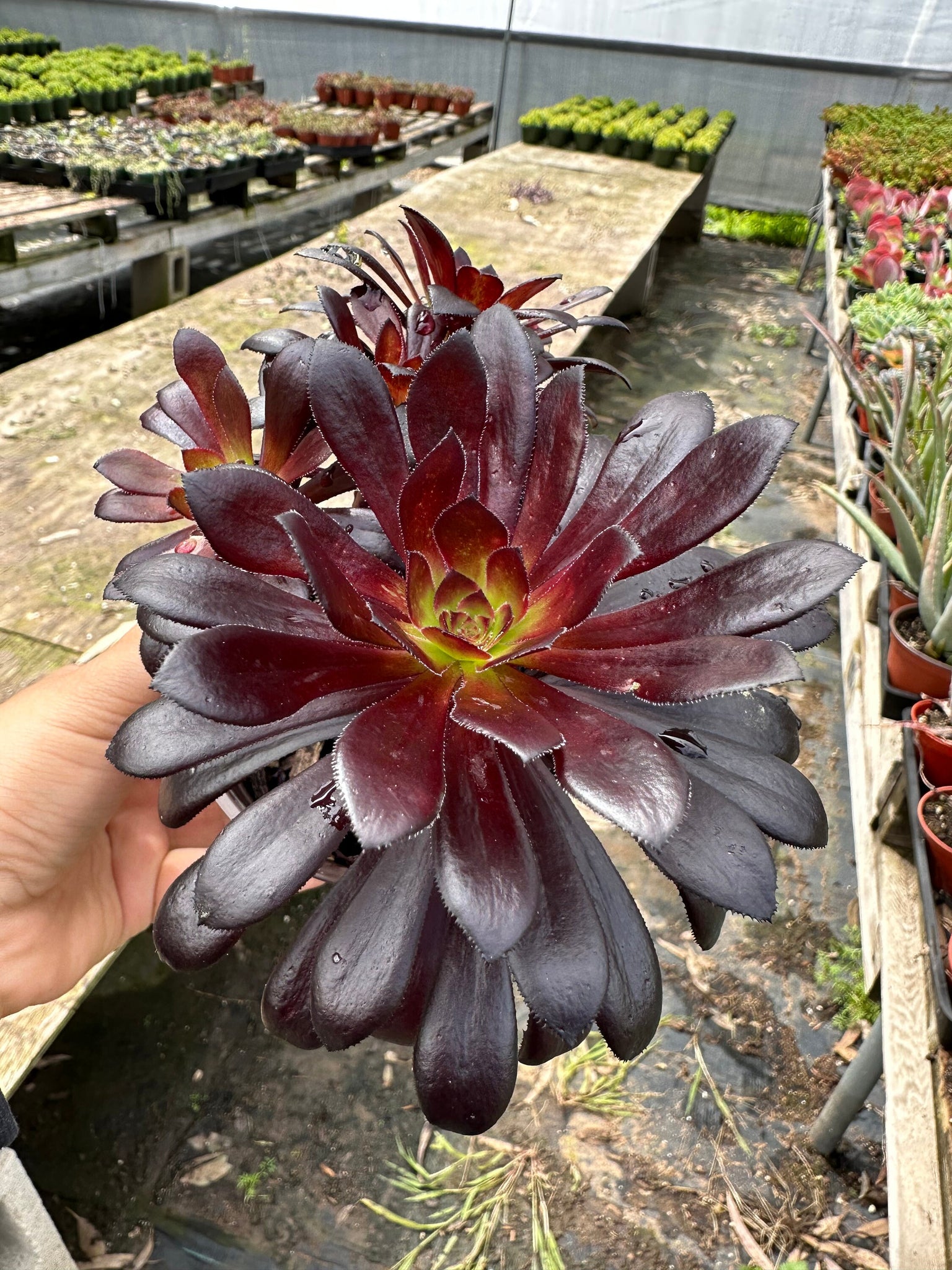 african rose succulent Aeonium 'Black Rose' Live Plant