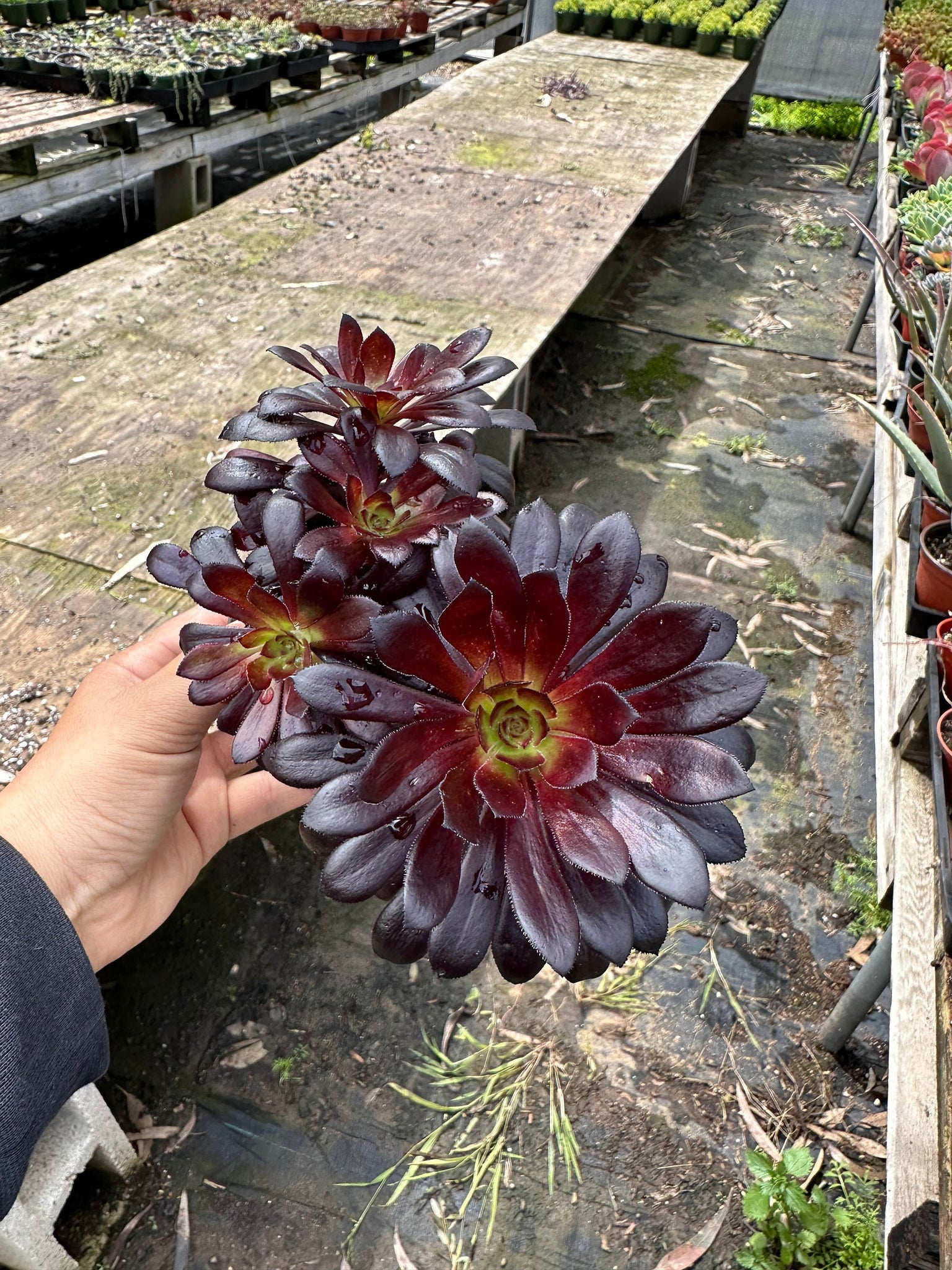 roseum succulent plant Aeonium 'Black Rose' Live Plant