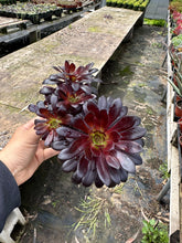 Load image into Gallery viewer, aeonium black rose succulent with babies stock stems tall small 