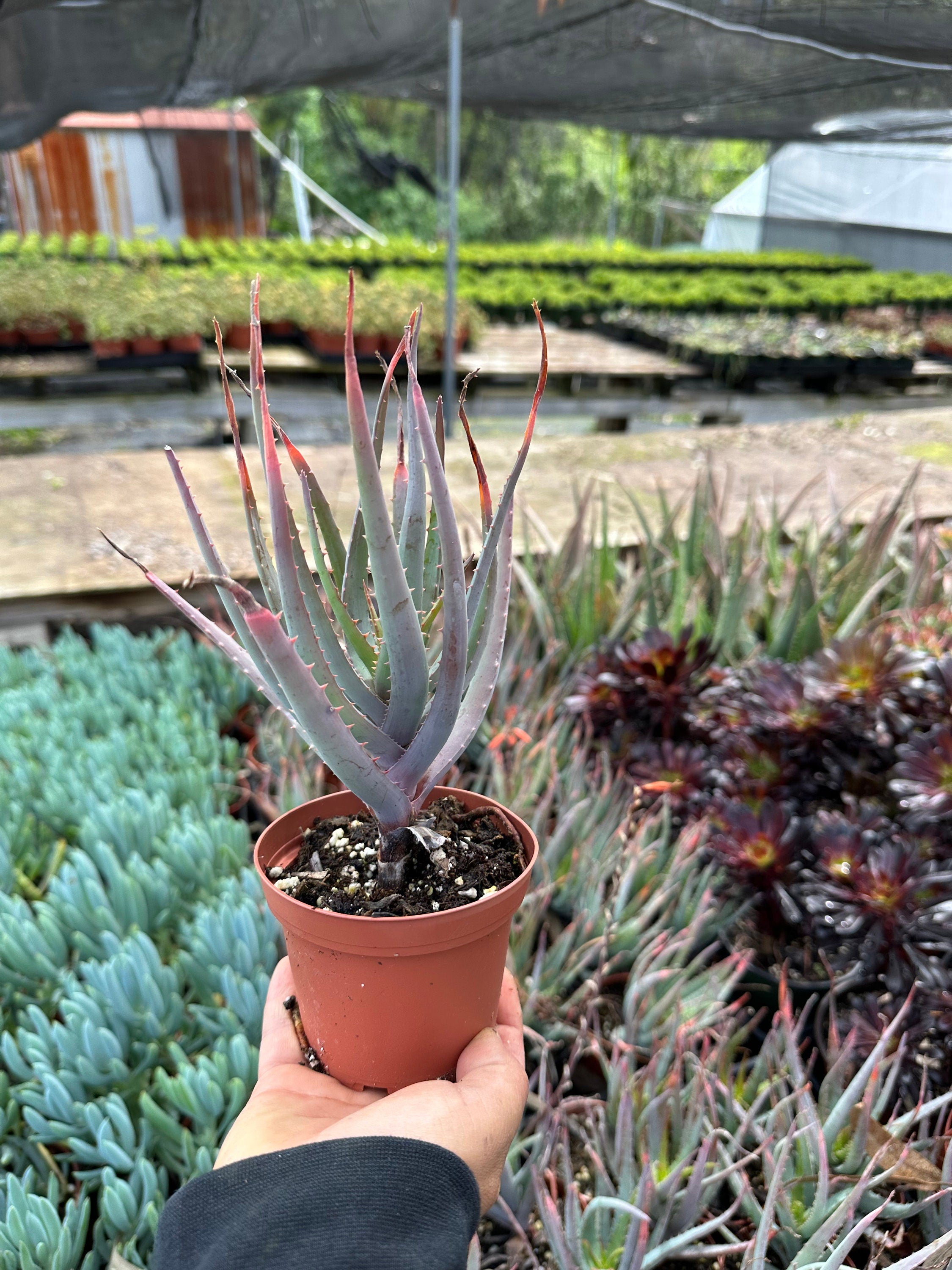 aloe blue elf succulent Aloe Blue Elf