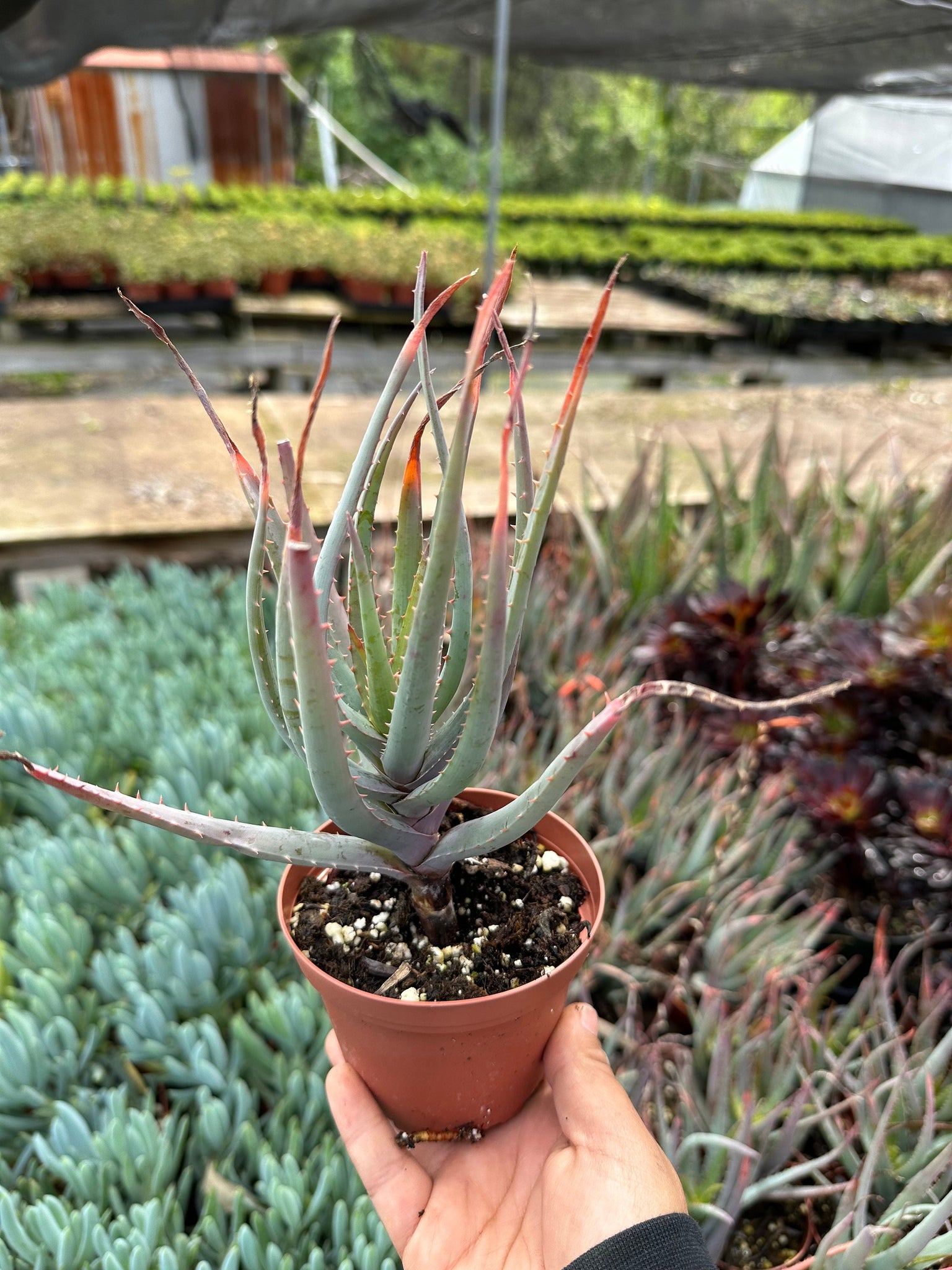 pot for aloe plant Aloe Blue Elf Succulent - 4 Inch Pot