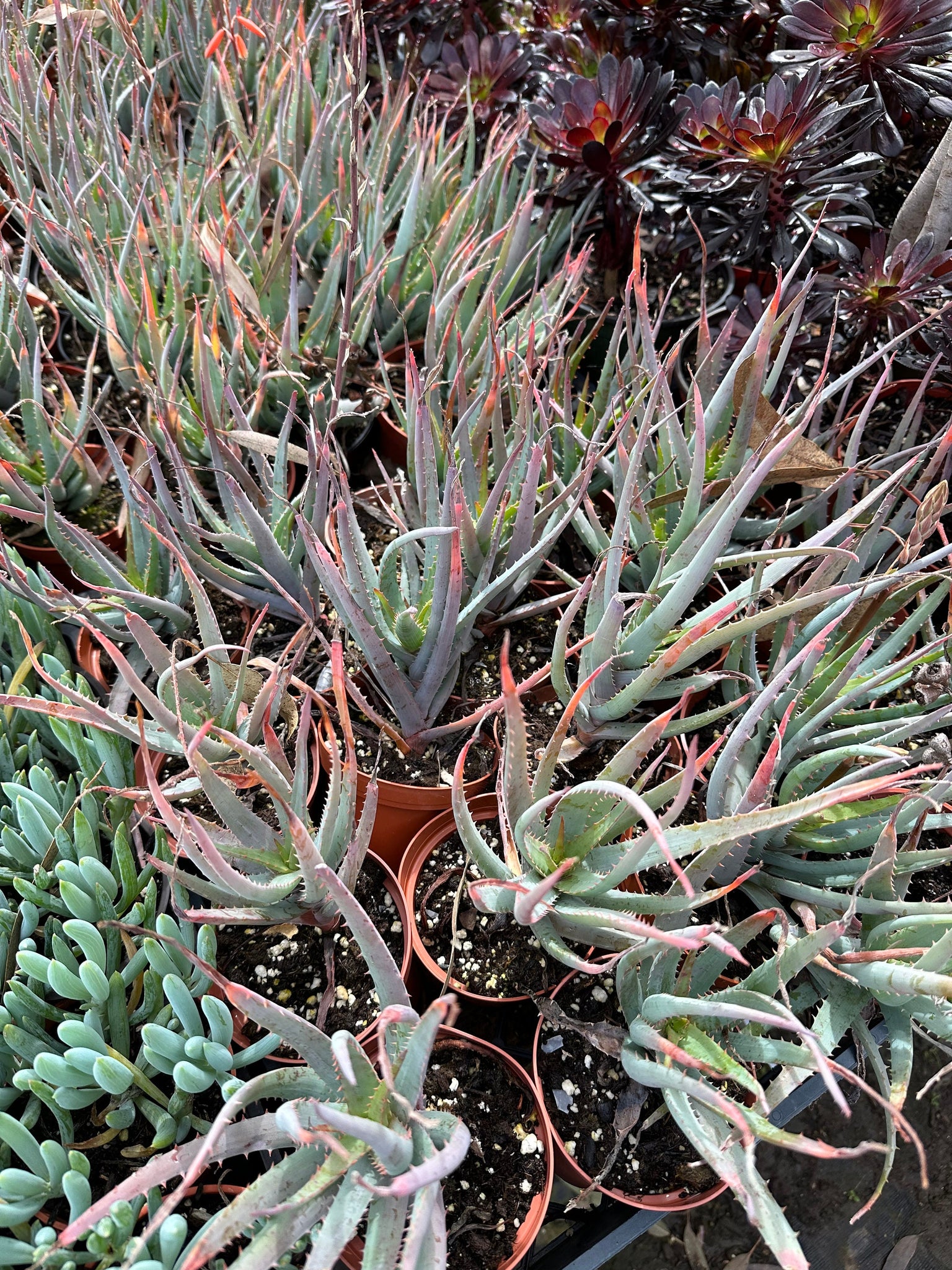 blue elf succulent Aloe Blue Elf Succulent - 4 Inch Pot