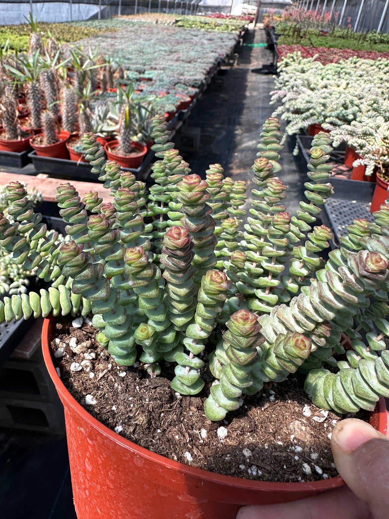 live succulent necklace Crassula Baby Necklace 6'' Pot Live Plant – Dose of Succulents