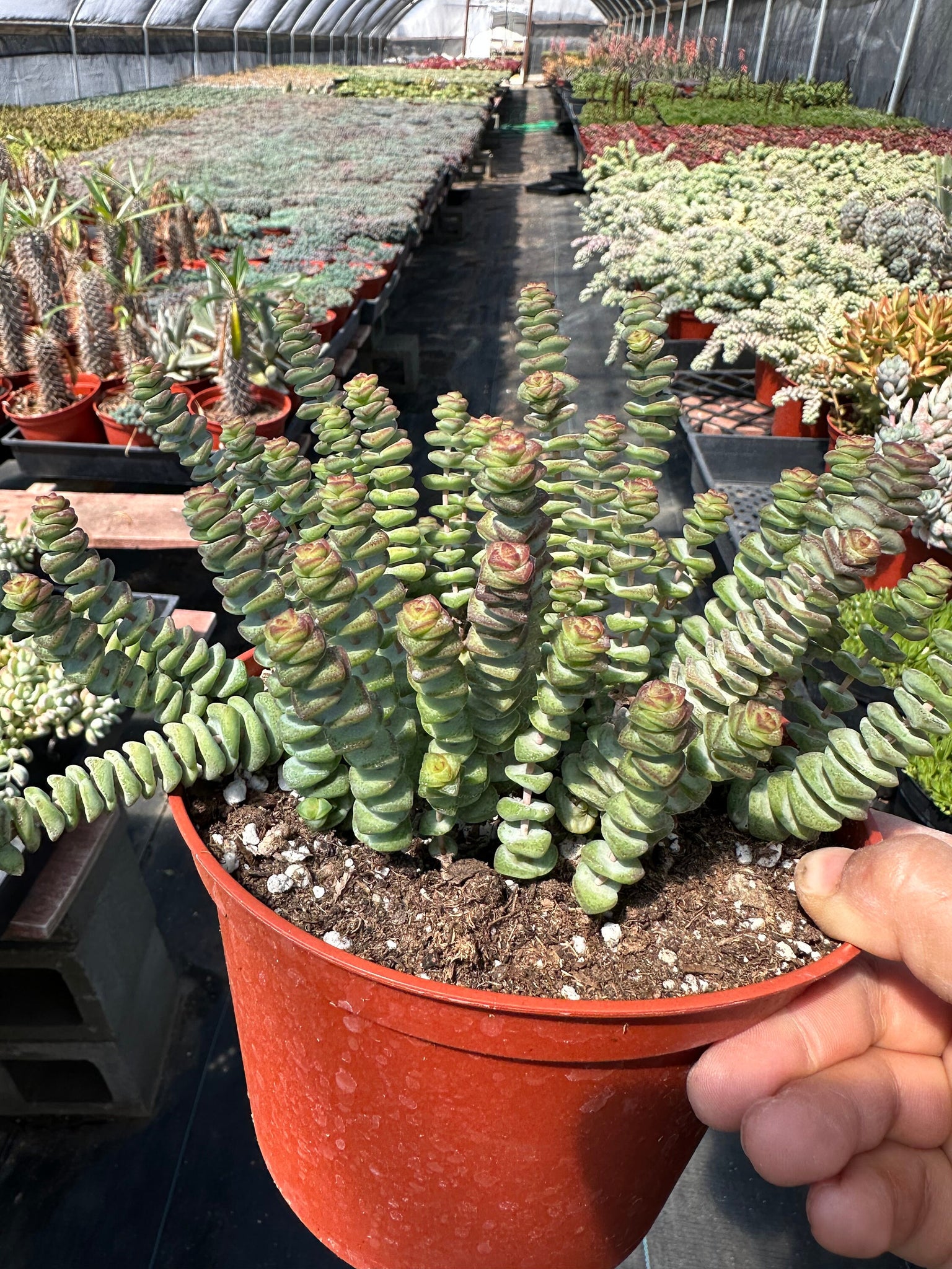 baby's necklace succulent Crassula Baby Necklace 6'' Pot Live Plant – Dose of Succulents