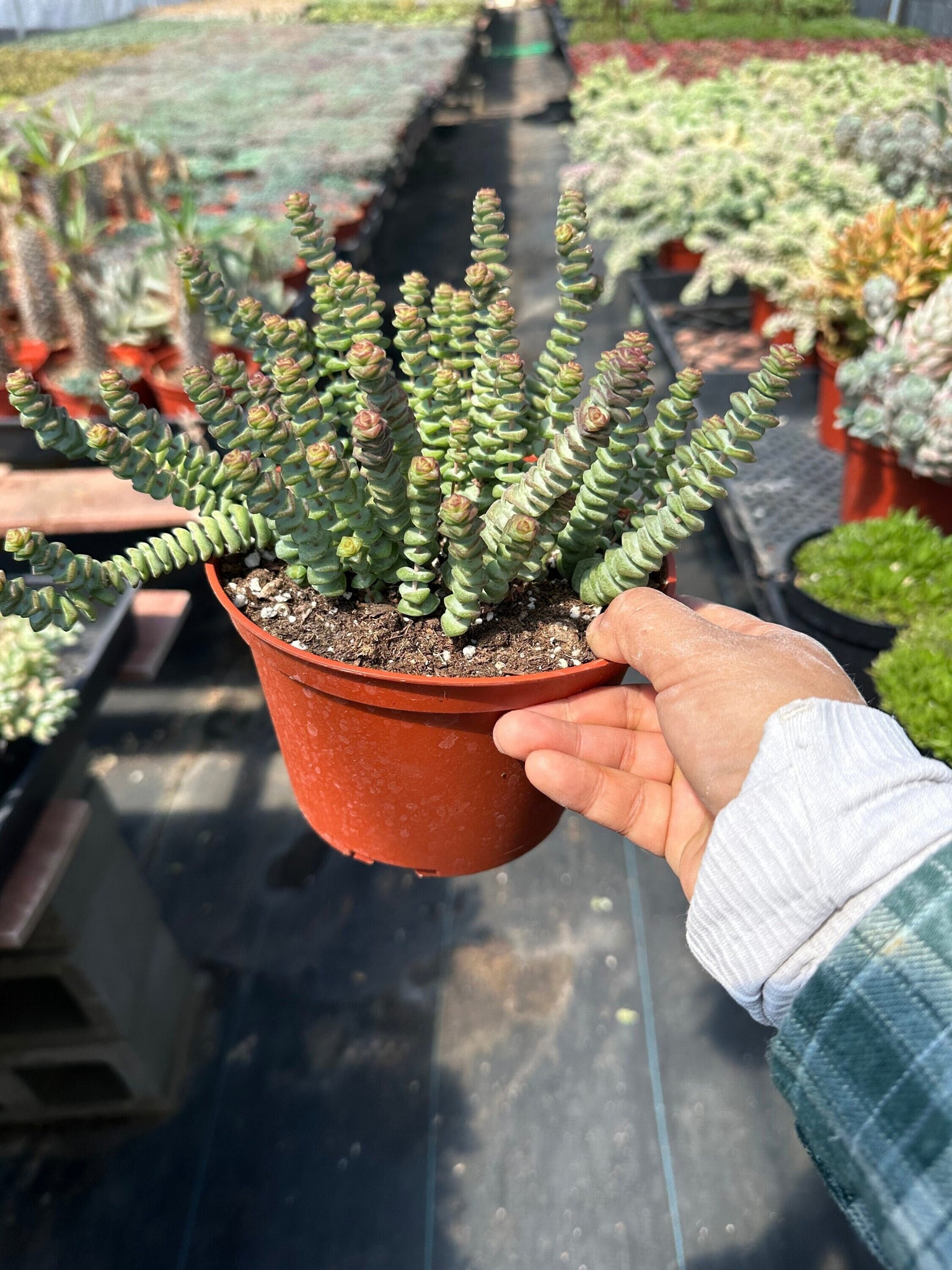 baby necklace succulent care Crassula Baby Necklace 6'' Pot Live Plant – Dose of Succulents