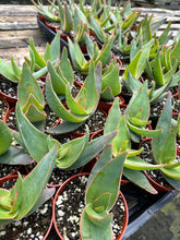 Load image into Gallery viewer, 4” Aloe Striata Live Plant