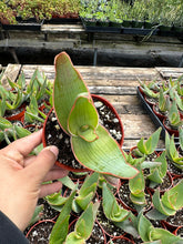 Load image into Gallery viewer, 4” Aloe Striata Live Plant