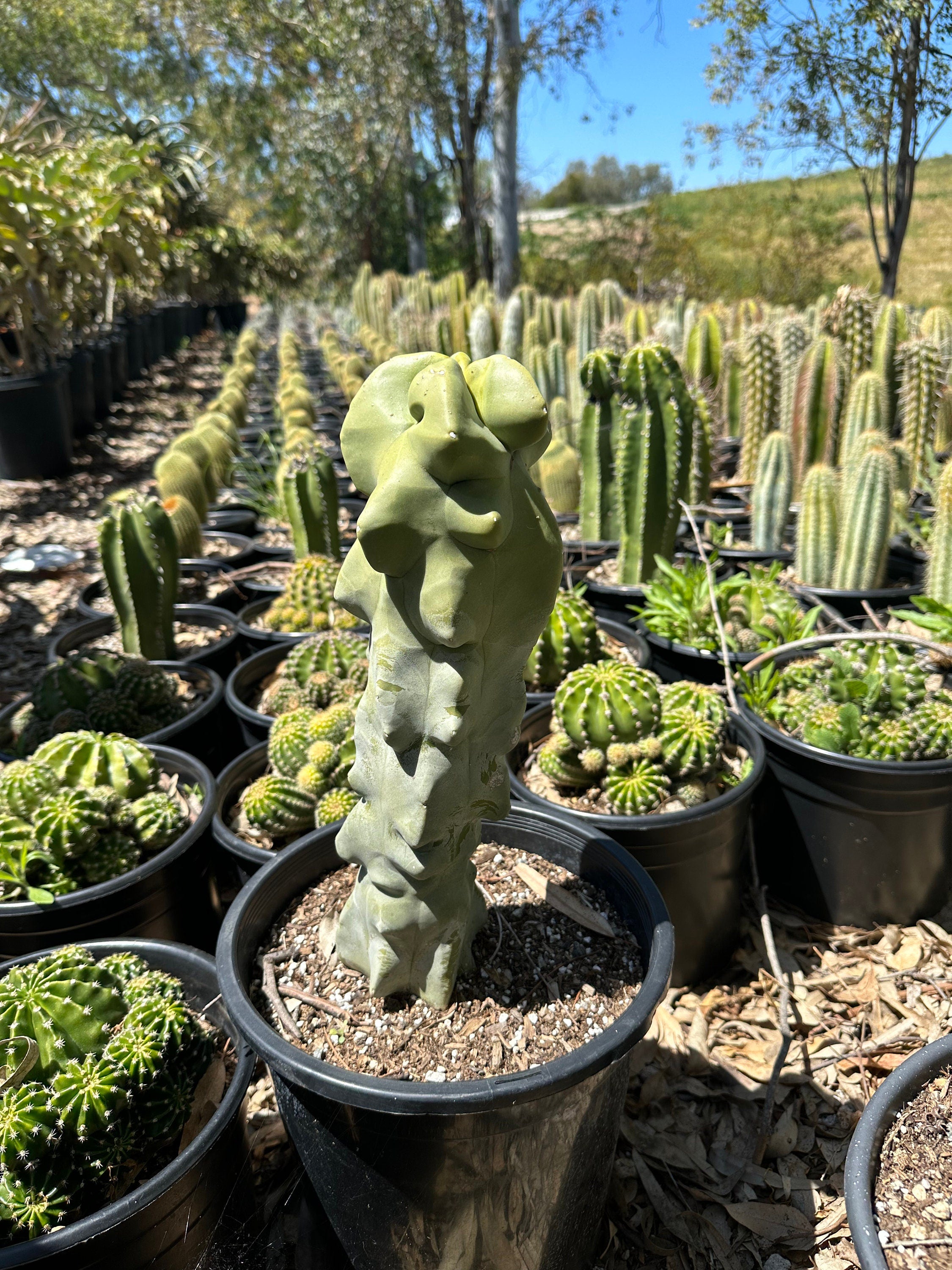 Totem Pole Cactus thick ! 12-14” tall