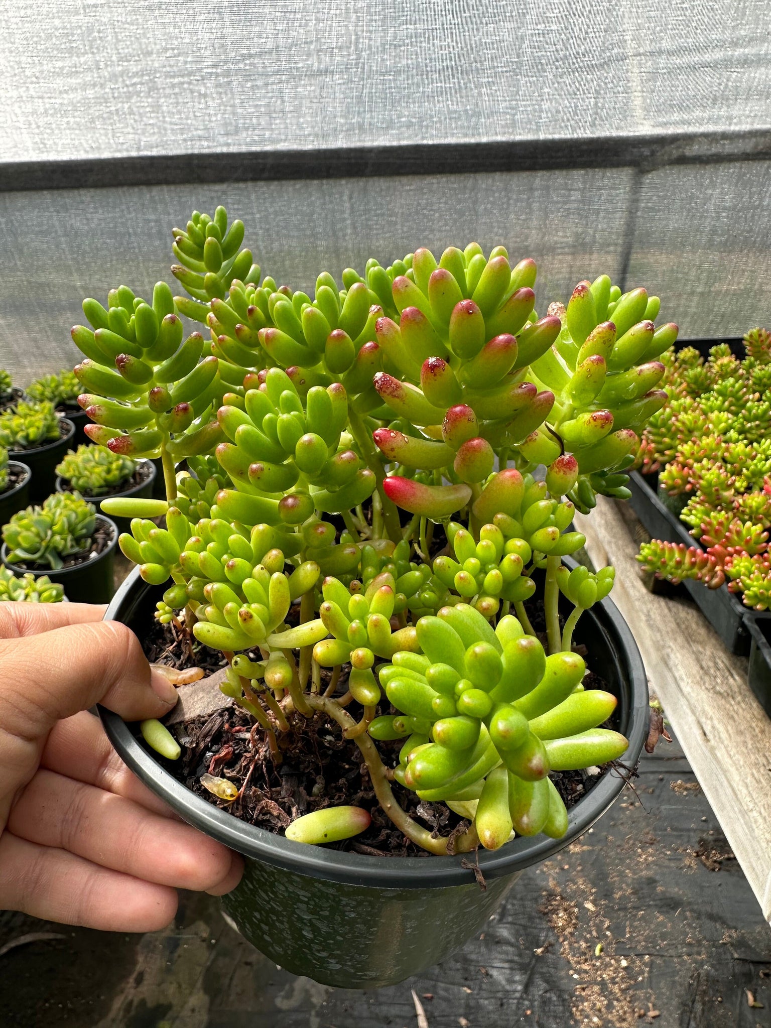 jelly beans succulent Sedum Jelly Beans live plant 6” pot – Dose of Succulents