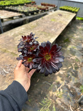 Load image into Gallery viewer, 4” Aeonium Black rose live plant Black purple plant with stems succulent  dark