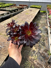 Load image into Gallery viewer, Aeonium Black rose plant succulent dark purple plant perennial 