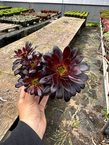 Aeonium Black rose plant succulent dark purple plant perennial 