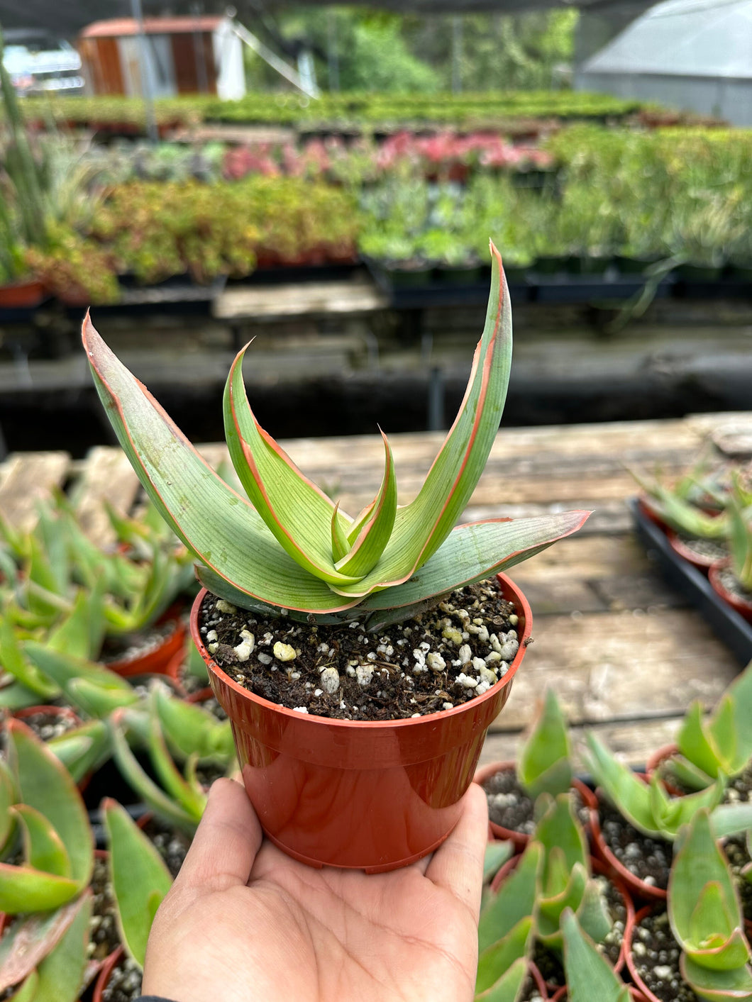4” Aloe Striata Live Plant