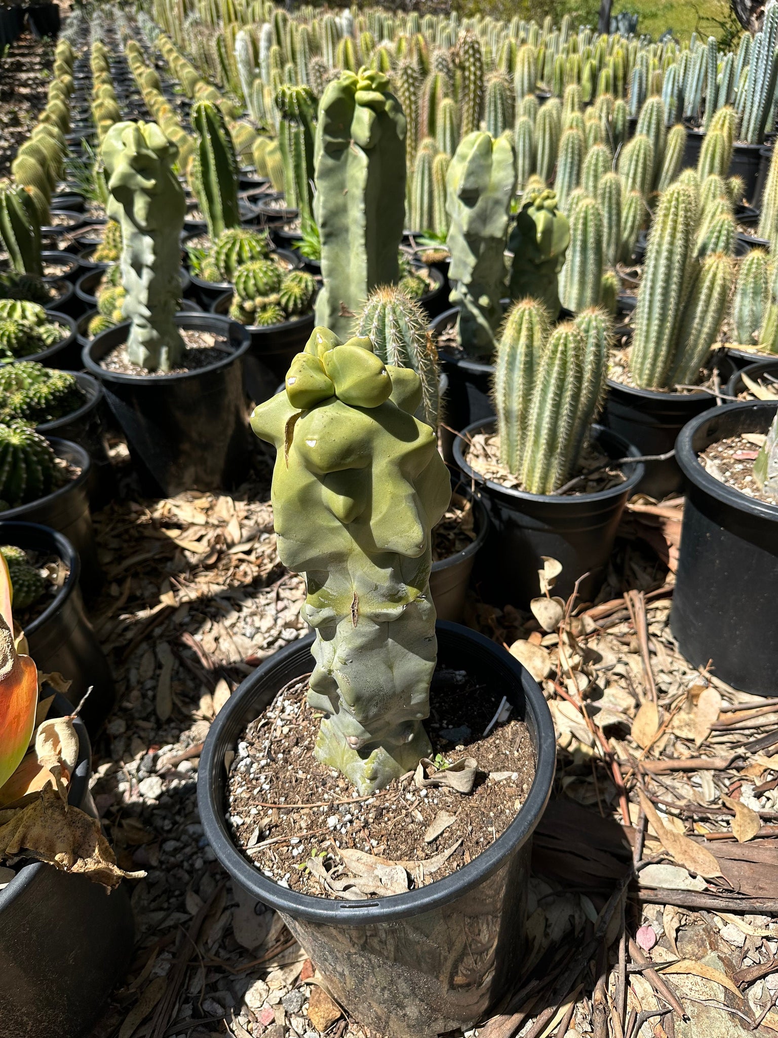 totem pole succulent Totem Pole Cactus thick ! 12-14” tall – Dose of Succulents