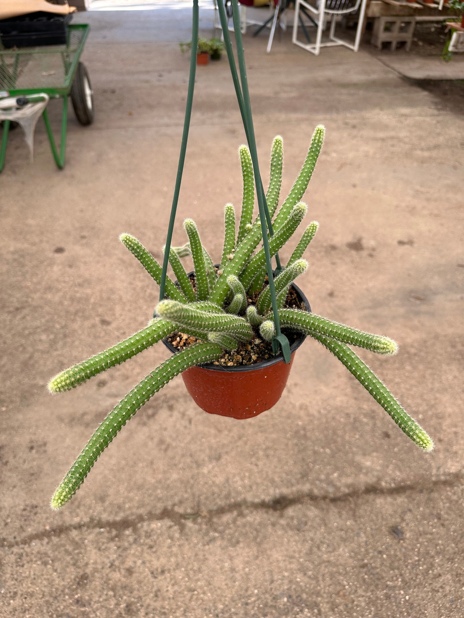 types of peanut cactus Peanut cactus Echinopsis chamaecereus Live Plant 6'' Pot – Dose of Succulents