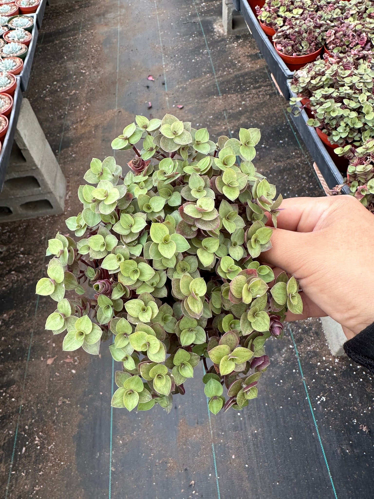 succulent turtle vine Callisia Repens Turtle vine 4'' Pot Live Plant – Dose of Succulents