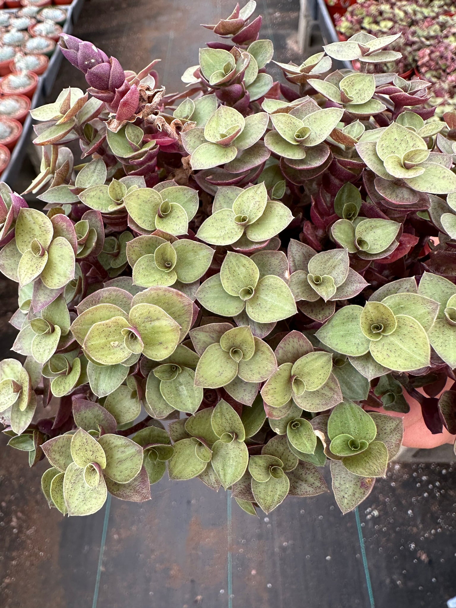 turtle vine succulent Callisia Repens Turtle vine 4'' Pot Live Plant – Dose of Succulents