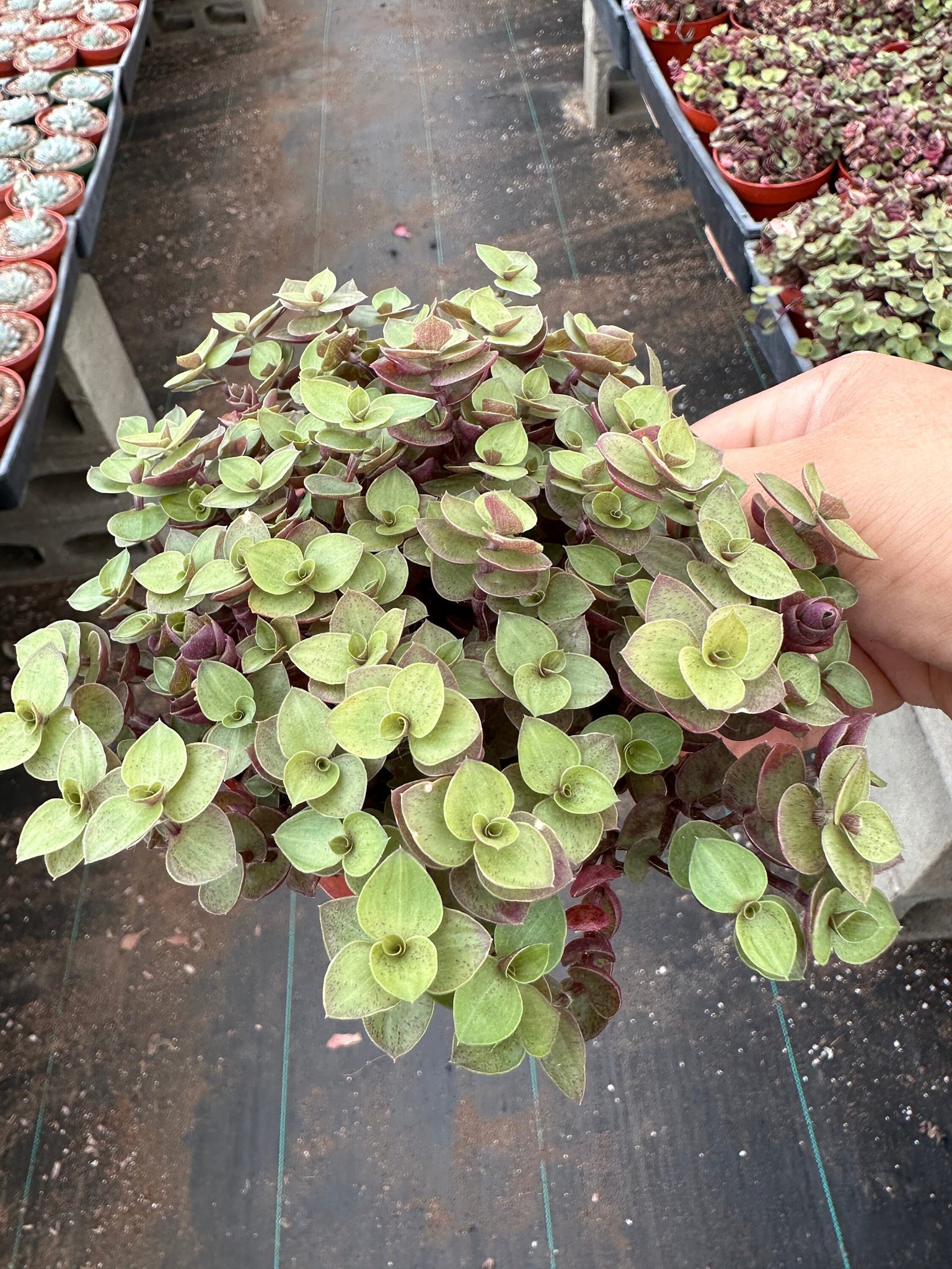 is callisia repens a succulent Callisia Repens Turtle vine 4'' Pot Live Plant – Dose of Succulents