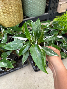 4” pot White Princess Philodendron Live Plant