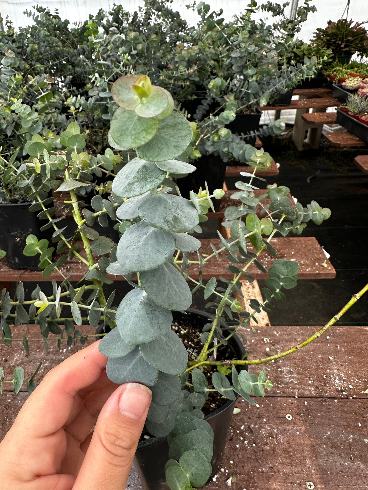 baby blue eucalyptus plant indoor Baby Blue Plant - Live Plant in 1-Gallon Pot