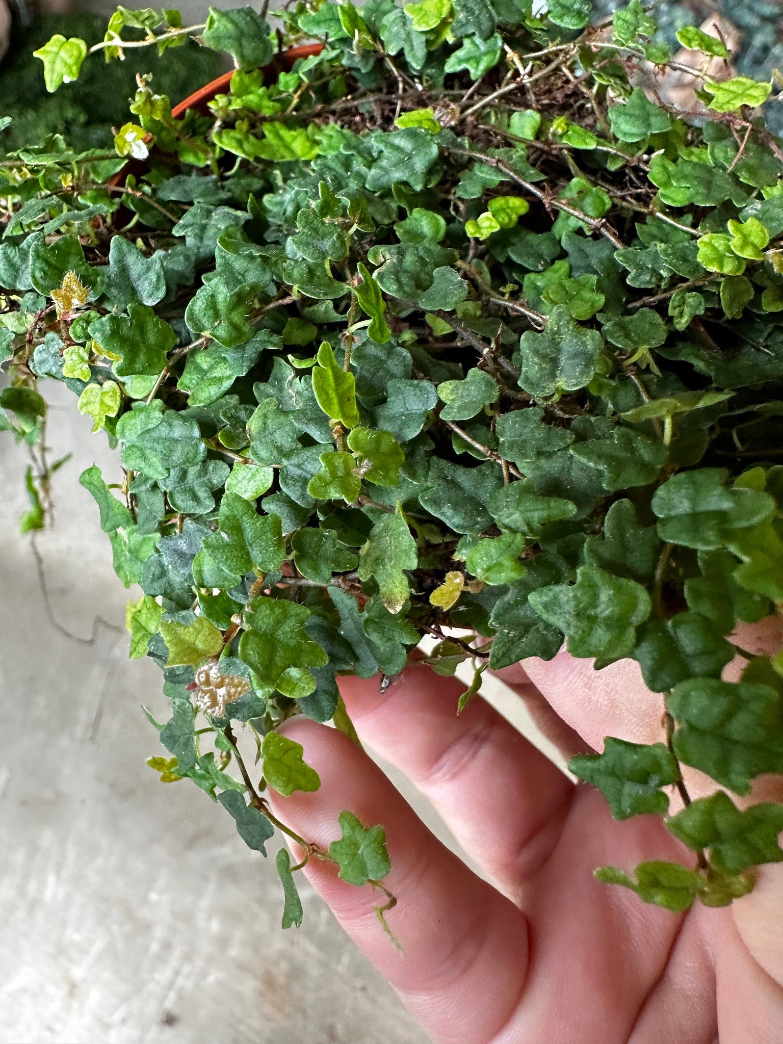 string of frogs succulent String of Frogs Ficus Pumila Quercifolia Miniature oak leaf – Dose of Succulents