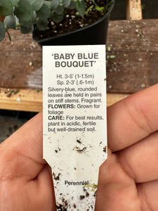 Baby Blue Eucalyptus Live Plant Fragrant 1gal pot Large