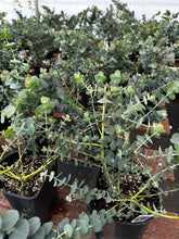 Load image into Gallery viewer, Baby Blue Eucalyptus Live Plant Fragrant 1gal pot Large