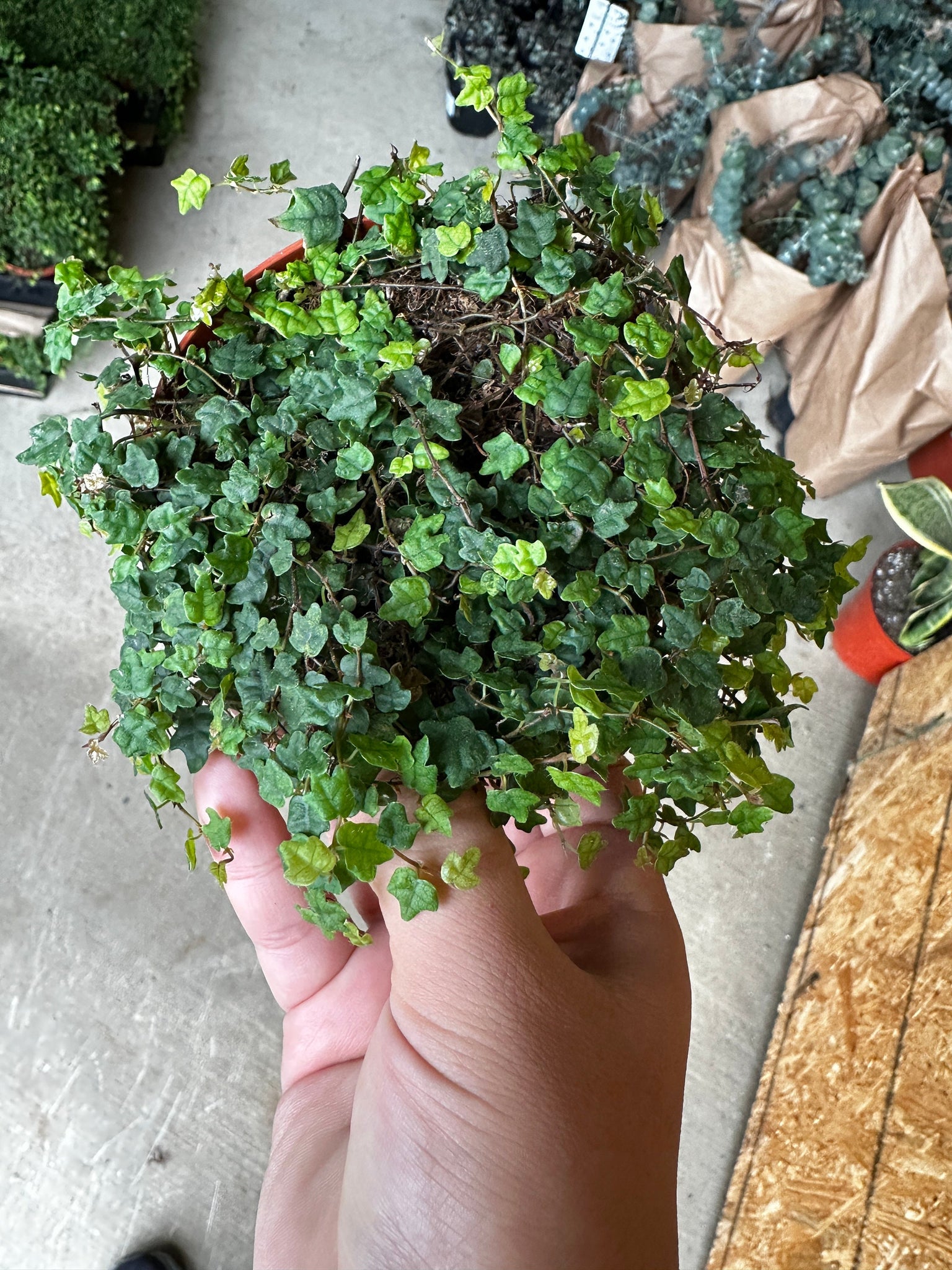 string of frogs succulent String of Frogs Ficus Pumila Quercifolia Miniature oak leaf – Dose of Succulents