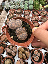 Load image into Gallery viewer, 2” pot Lithops Living Stones