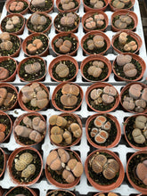 Load image into Gallery viewer, 2” pot Lithops Living Stones