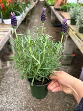 Load image into Gallery viewer, 4” Spanish Lavender